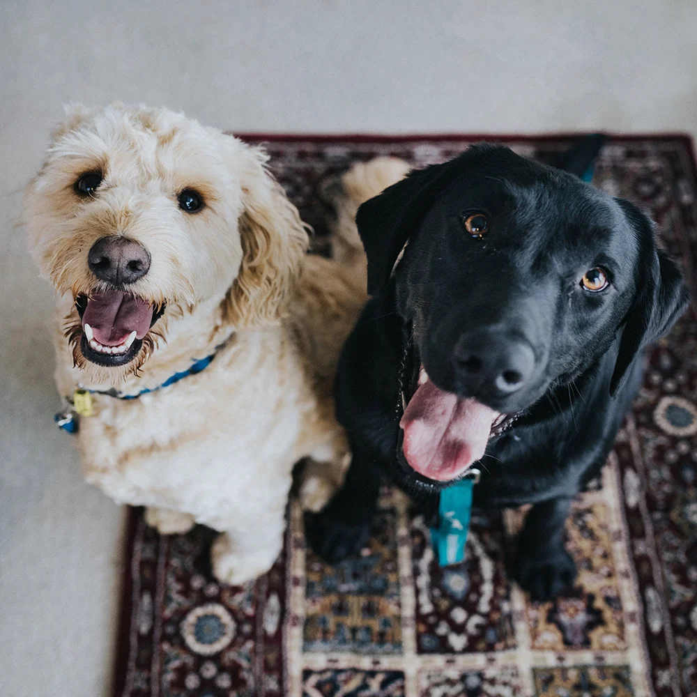 Perritos.jpg