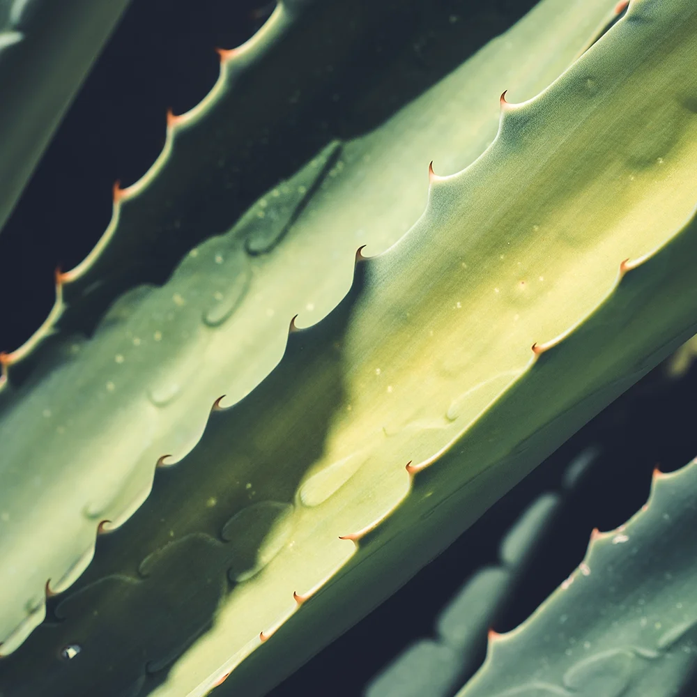 aloe_savila.jpg