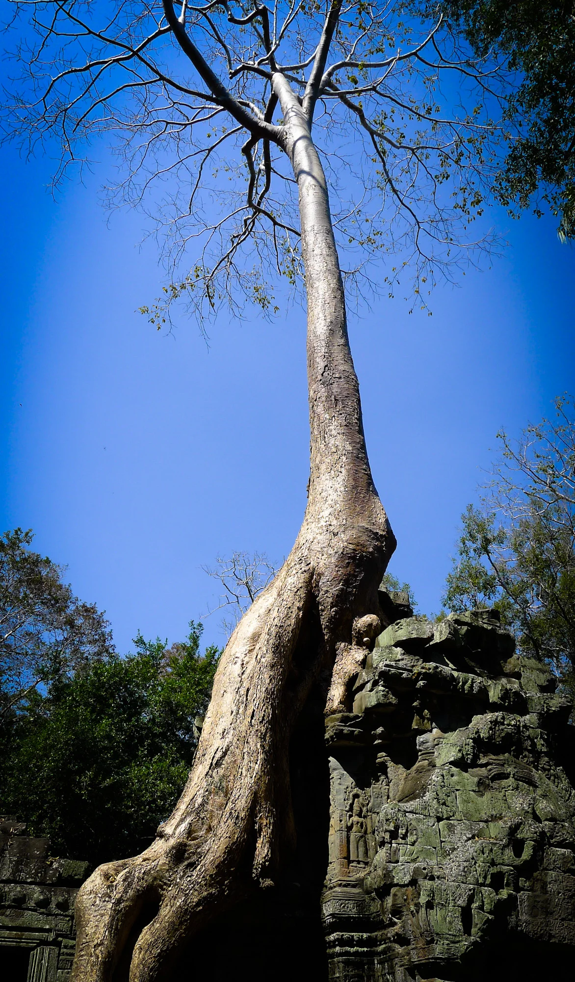 tree.jpg