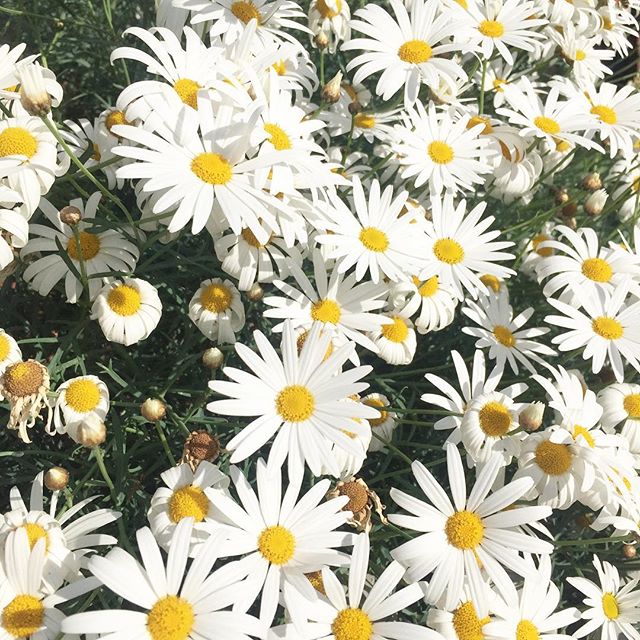Satur-daisy 🌿#petal