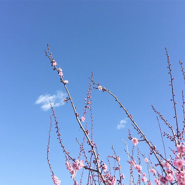 Blossom clouds 🙌🏼