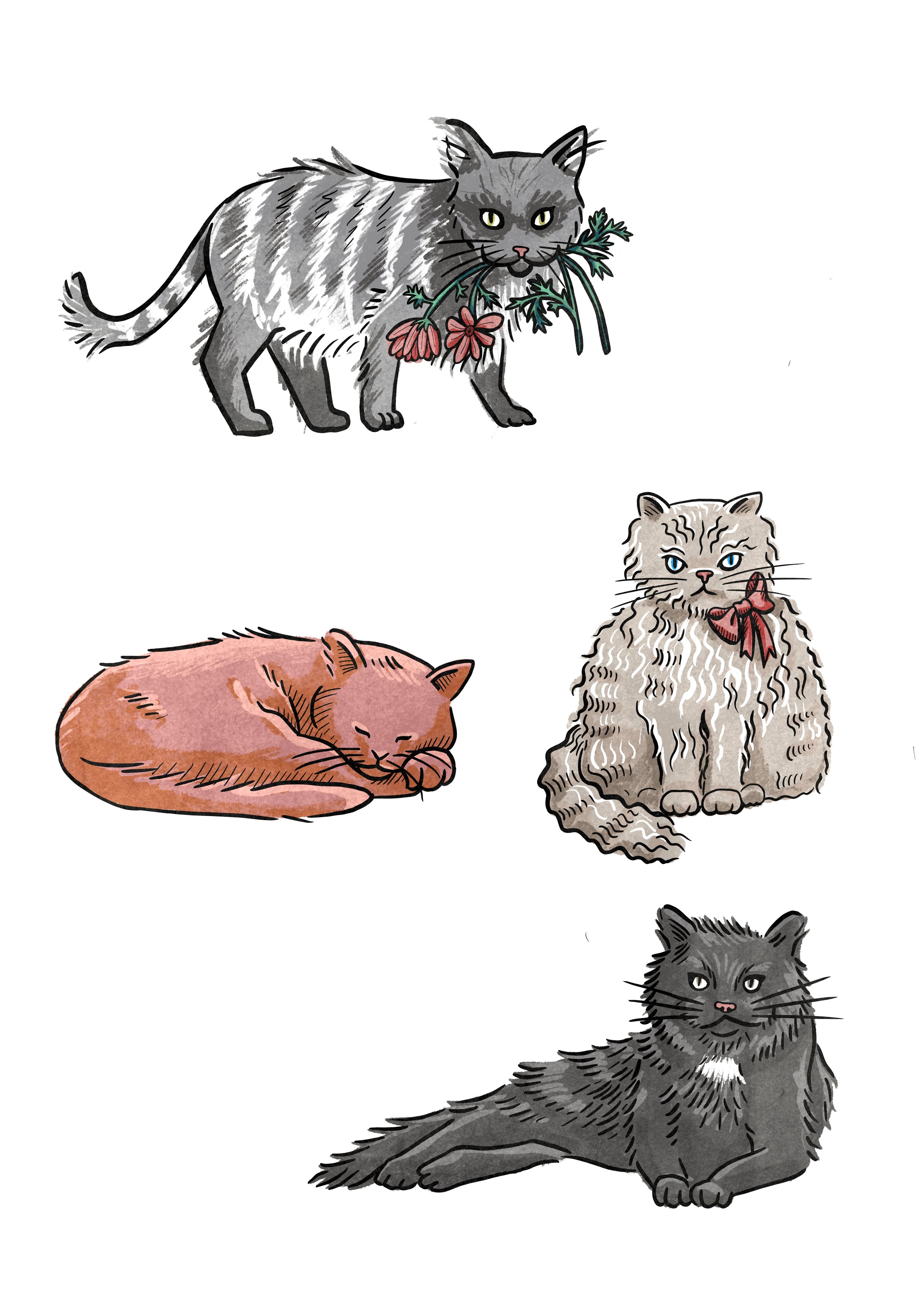 katter_borta färg.jpg