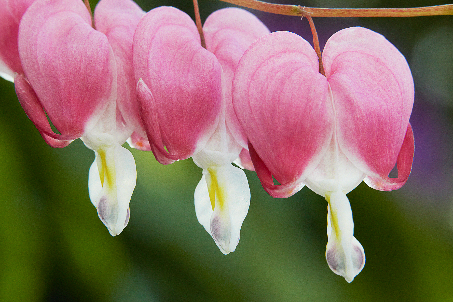 Bleeding Hearts_4x6.jpg