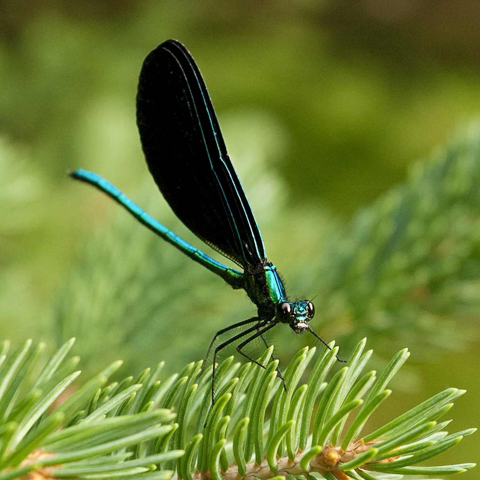 dragonfly_5x5.jpg