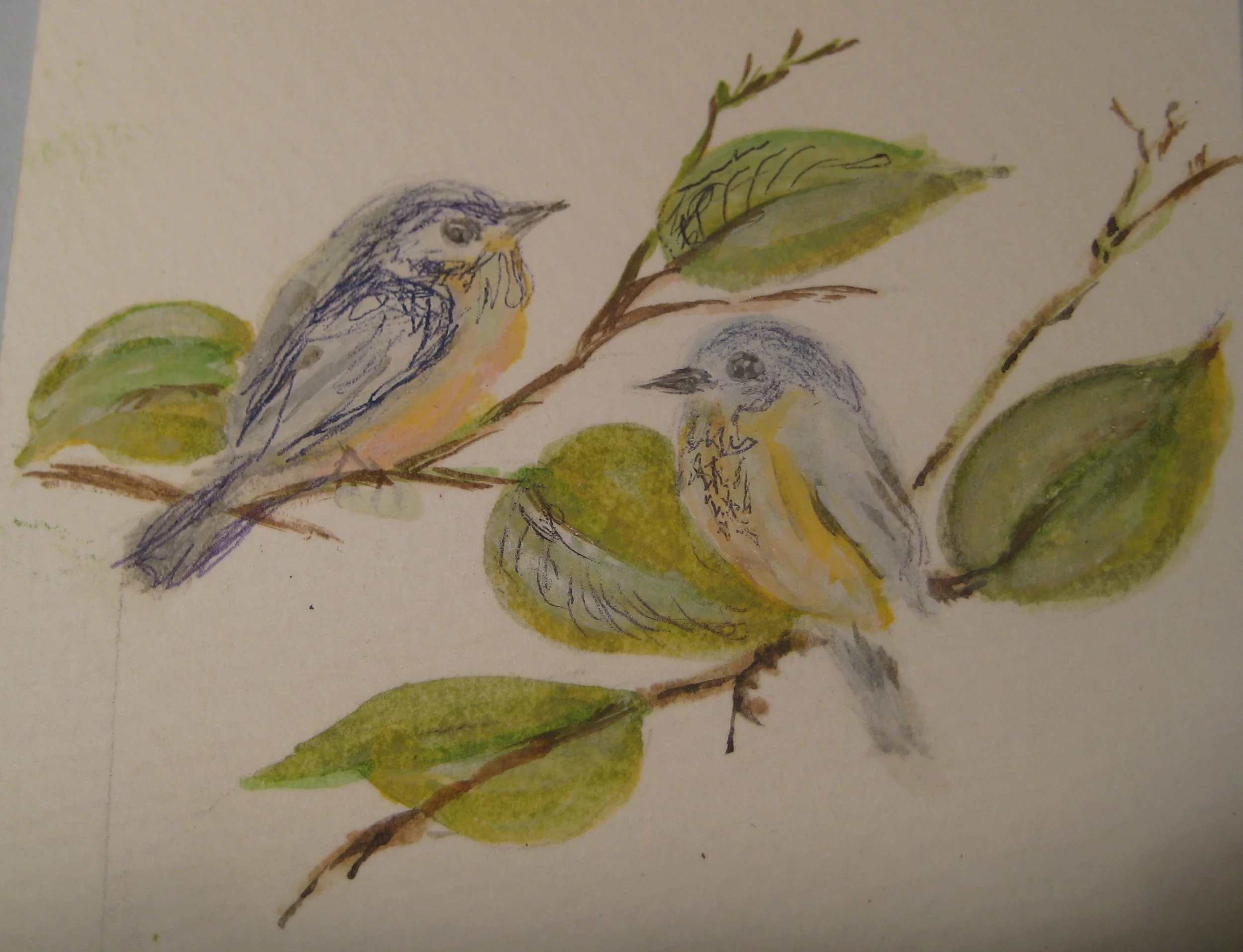 pen birds.jpg