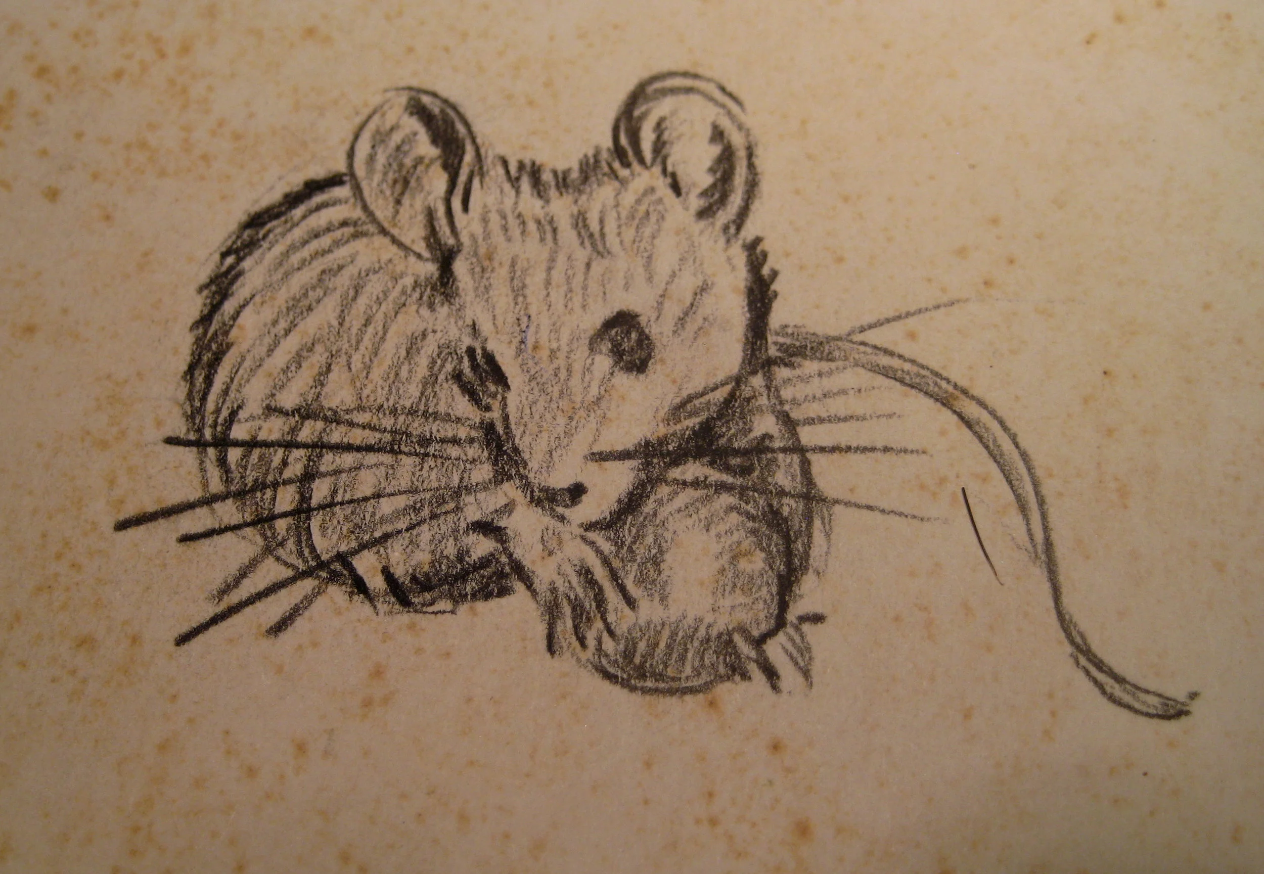 mouse_2.jpg