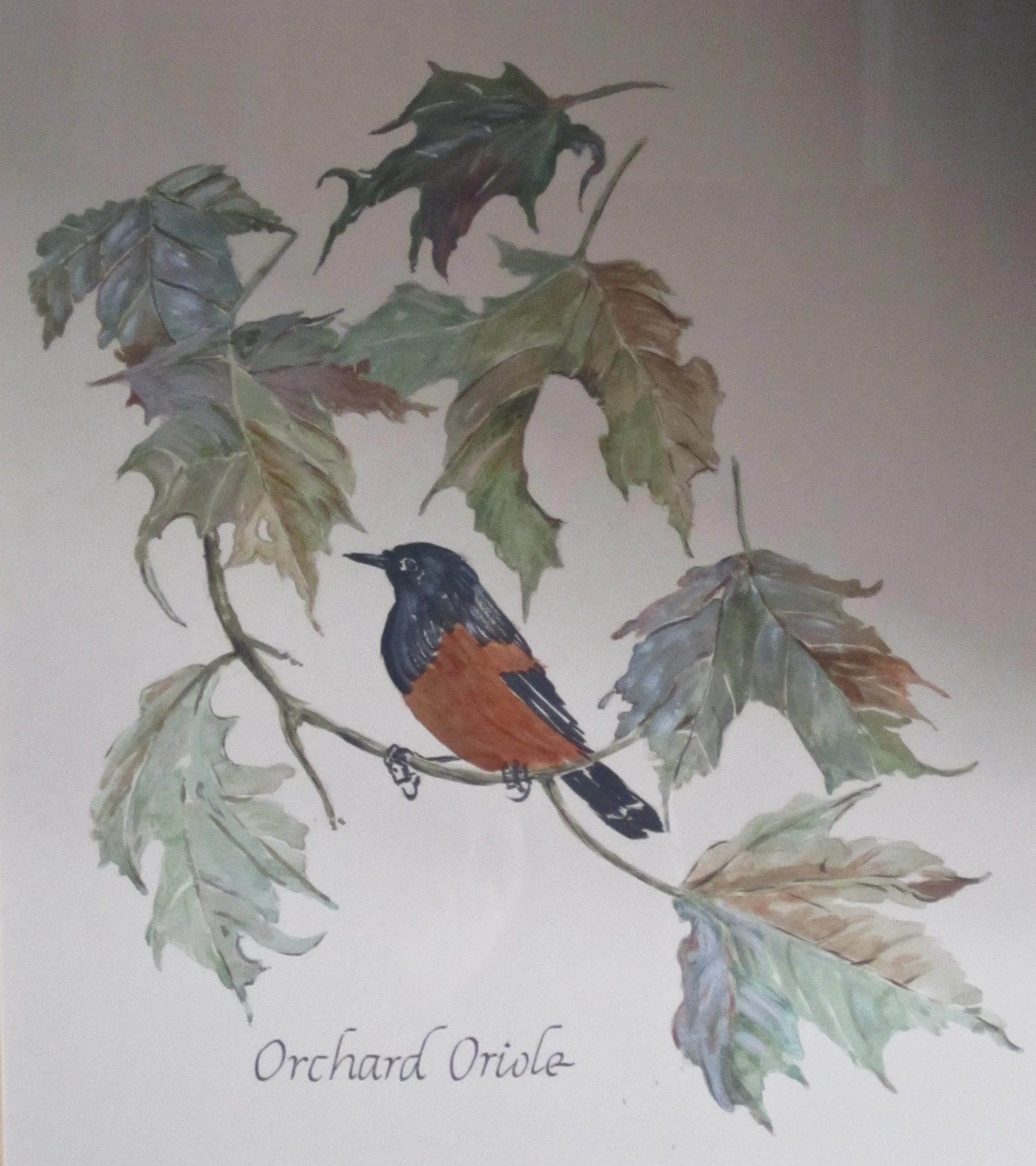 oriole.jpg