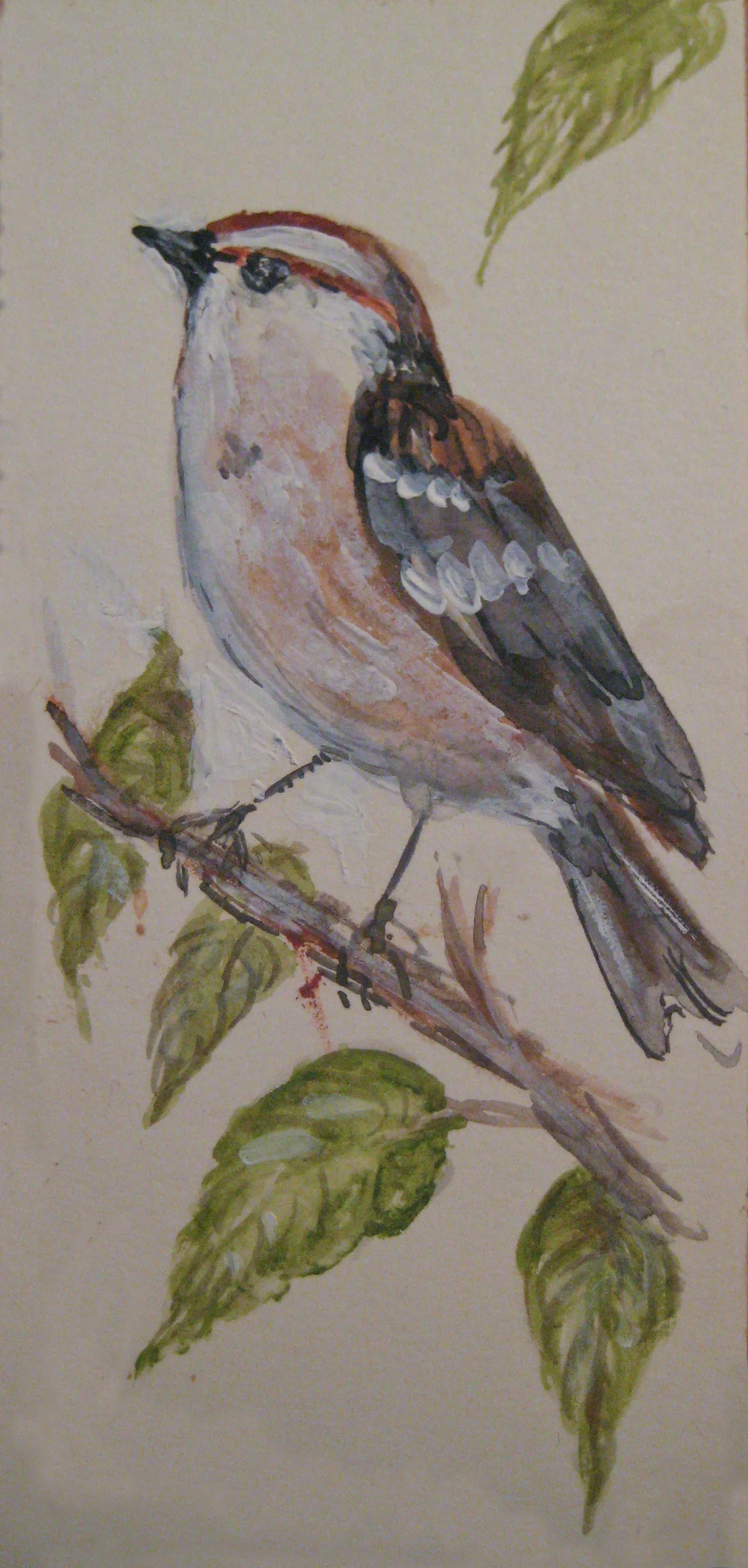 red capped bird 1.jpg