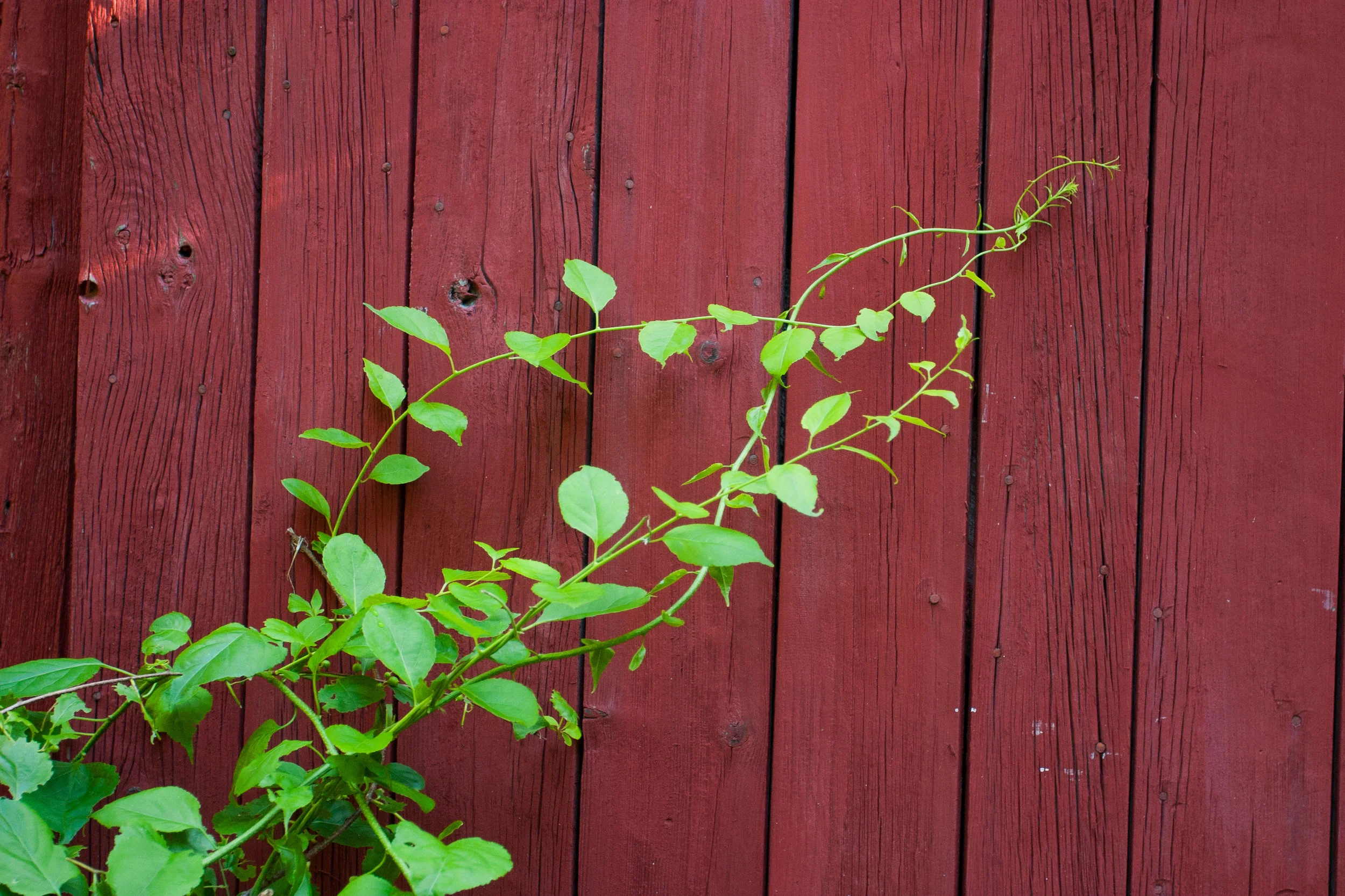 barn detail_1.jpg