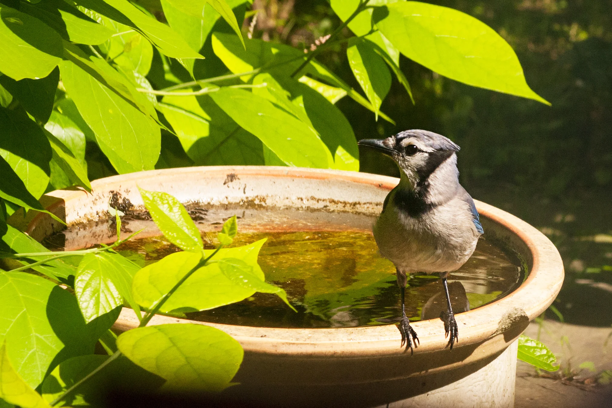 bluejay_2.jpg