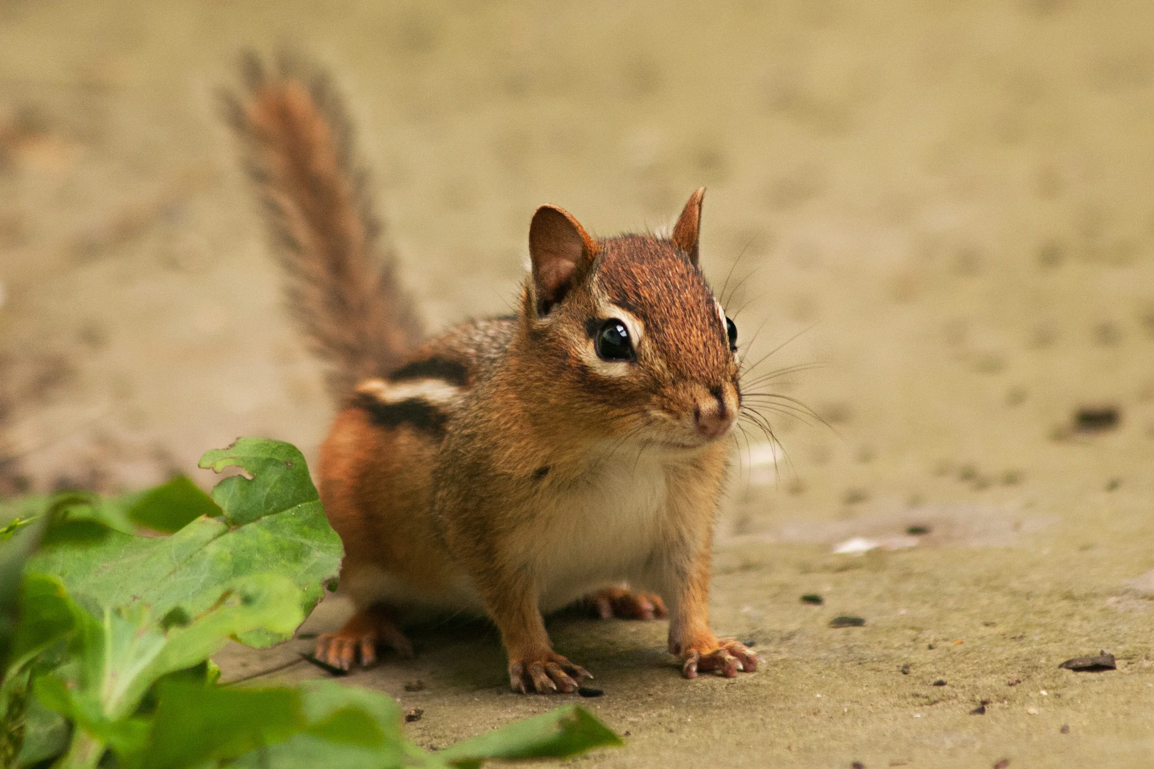 chipmunk_1.jpg
