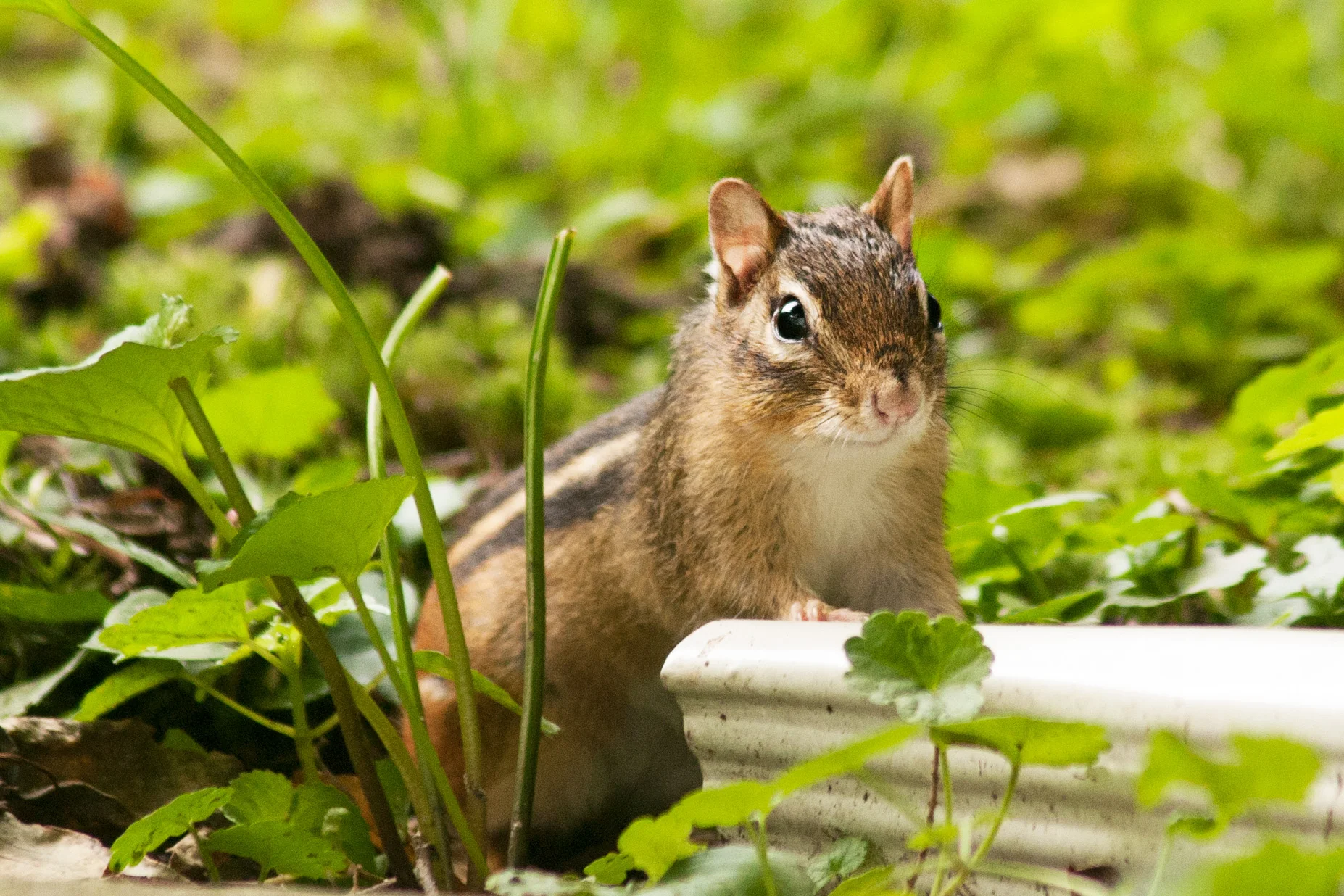chipmunk_3.jpg
