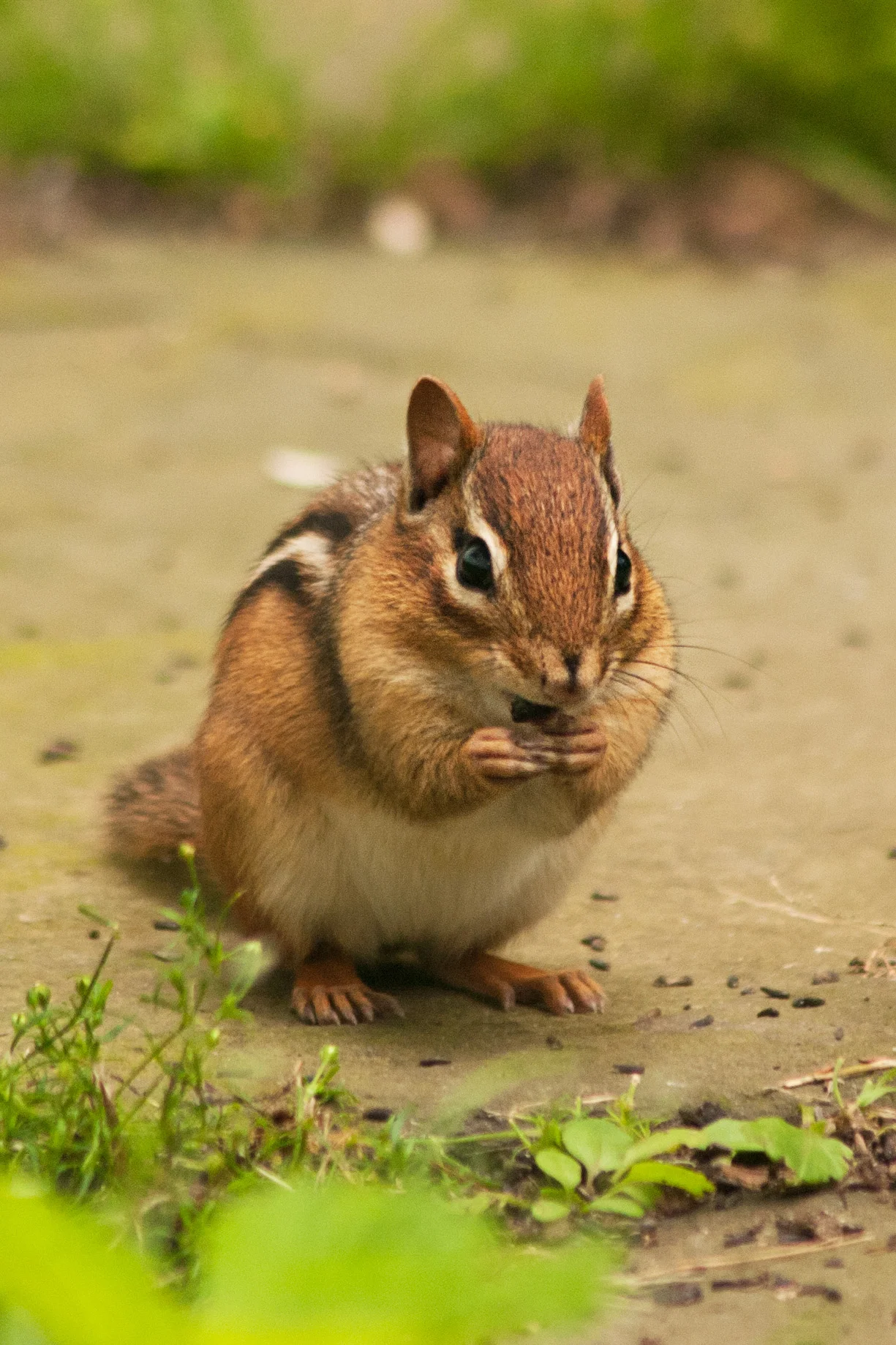 chipmunk_5.jpg