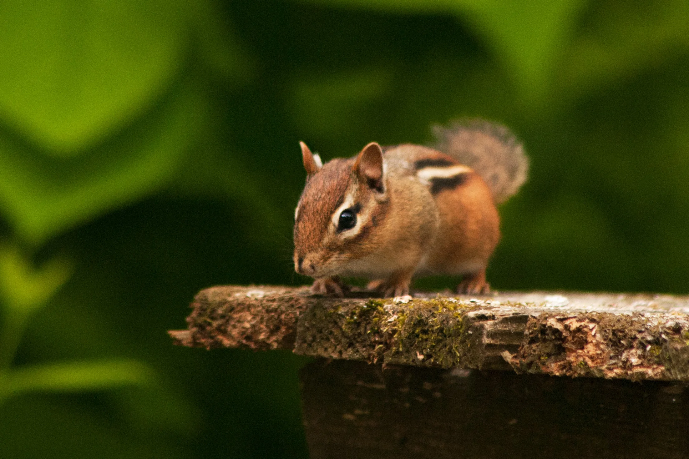 chipmunk_2.jpg