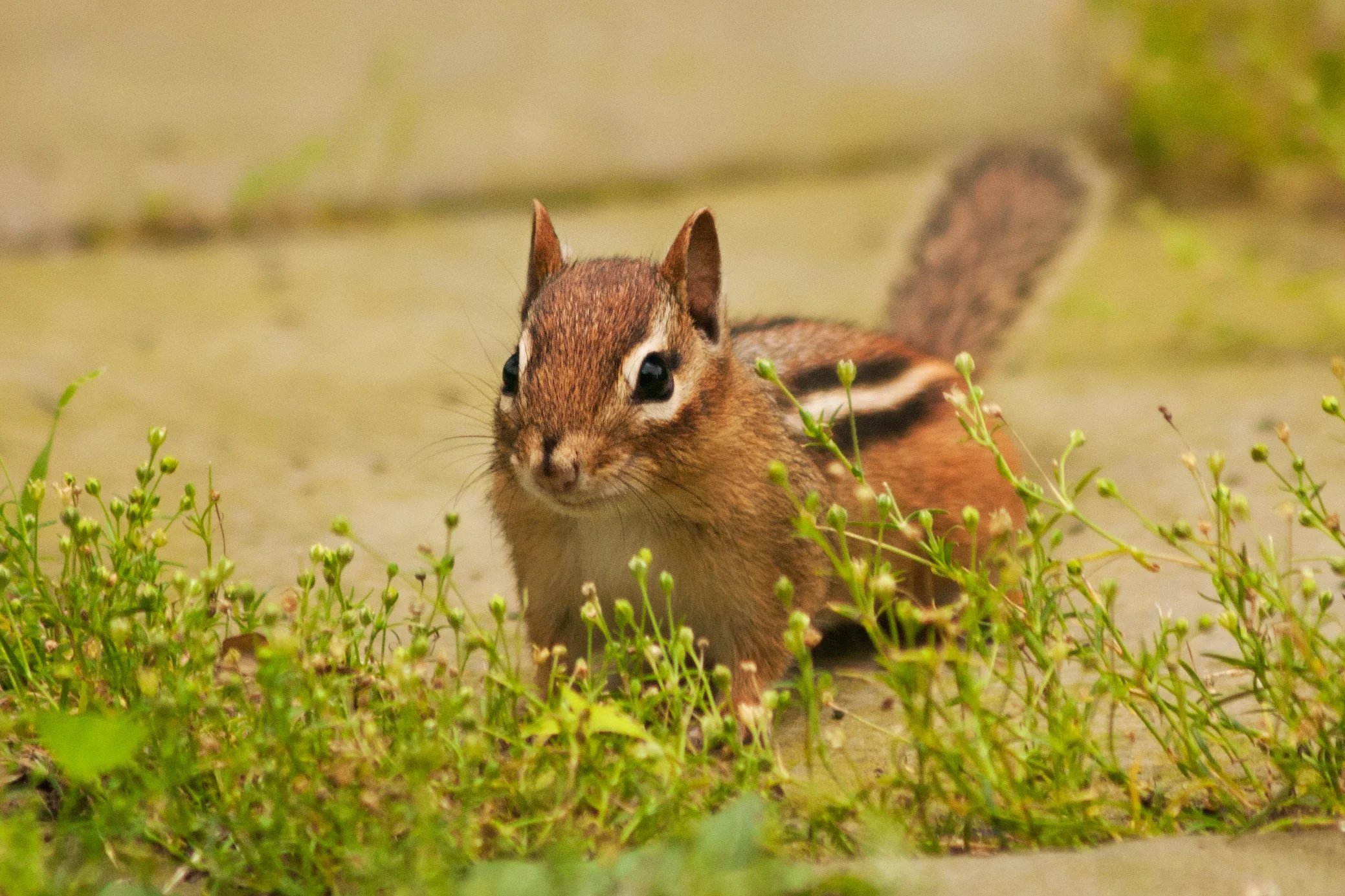 chipmunk_6.jpg