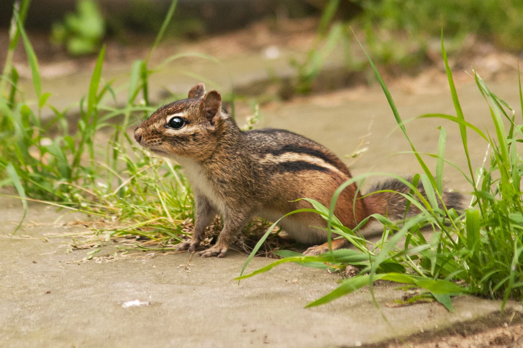 chipmunk_7.jpg