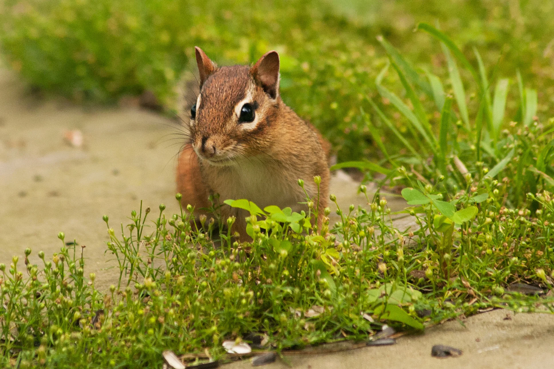 chipmunk_8.jpg