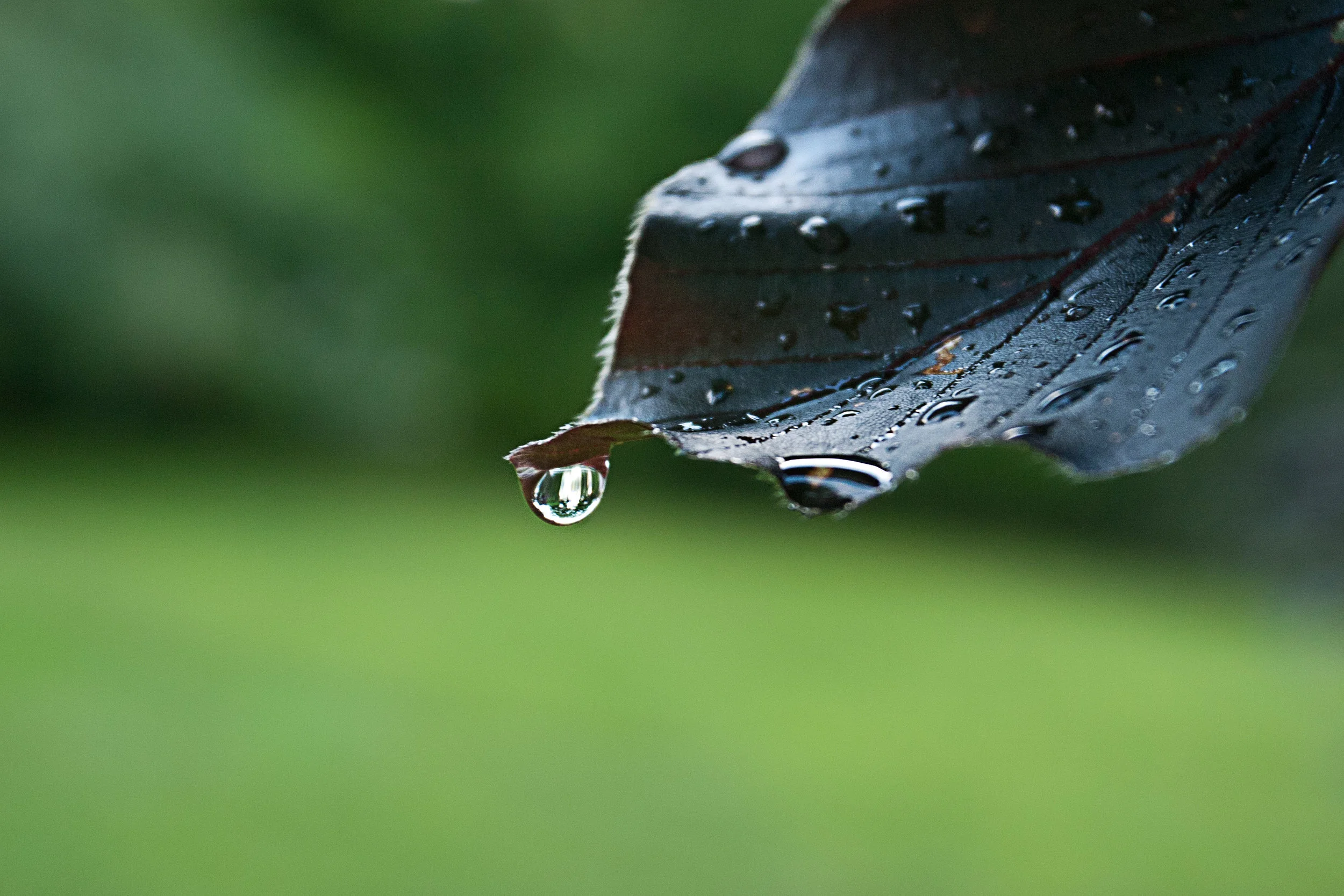 copper beach raindrop_2.jpg