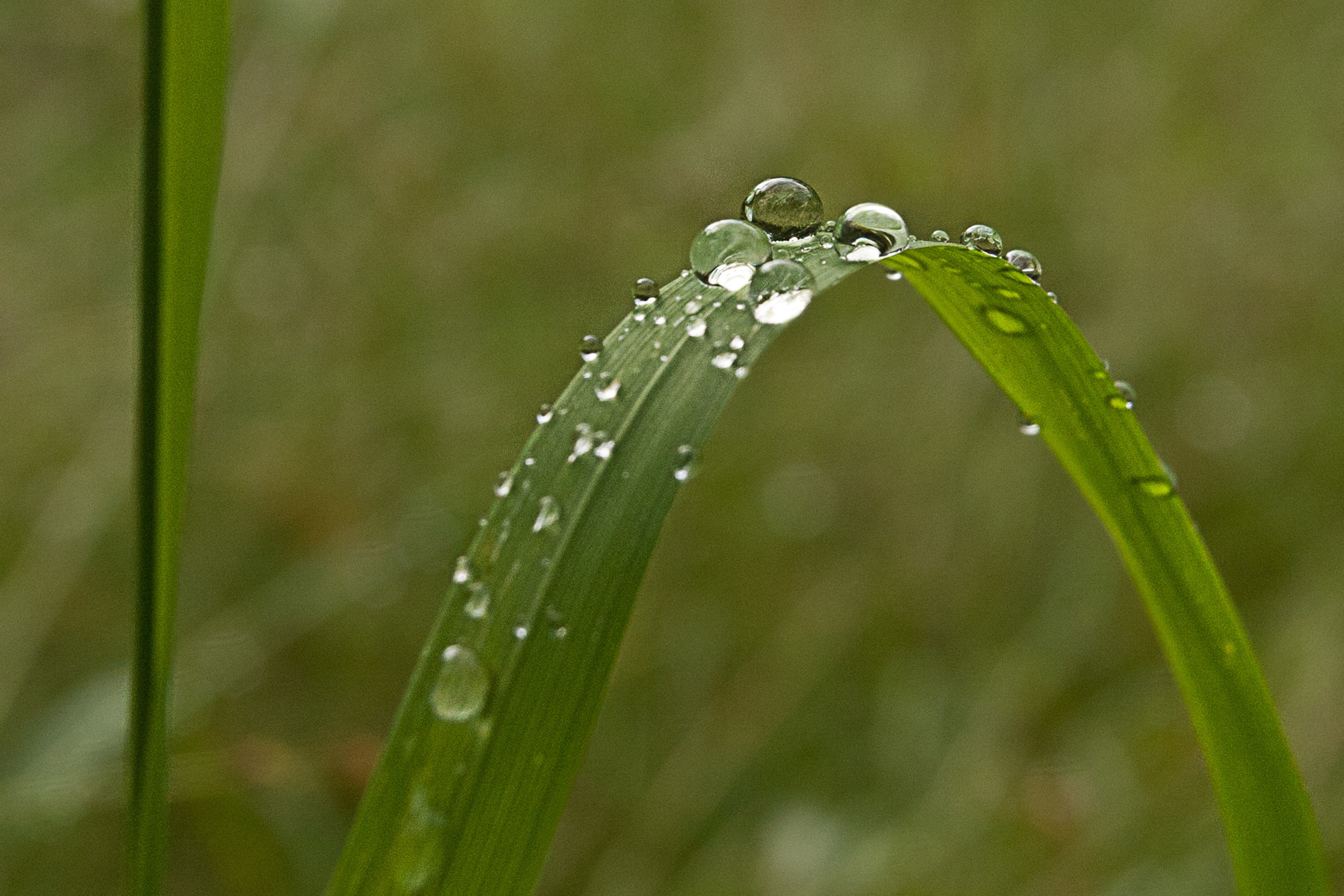 grass raindrop_1.jpg