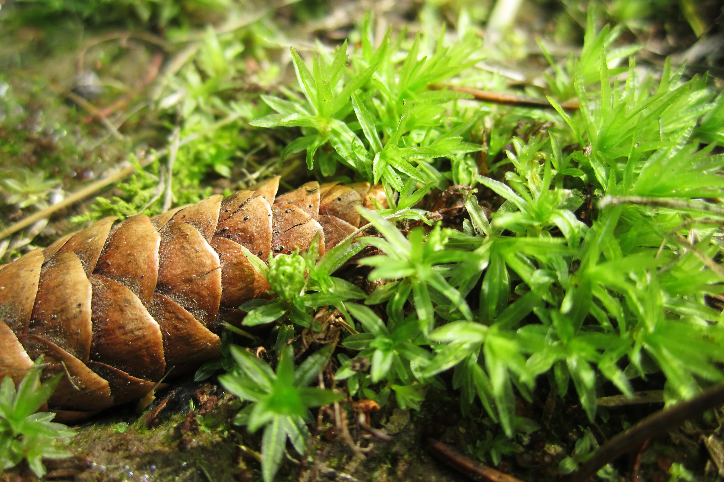 ground cover_2.jpg