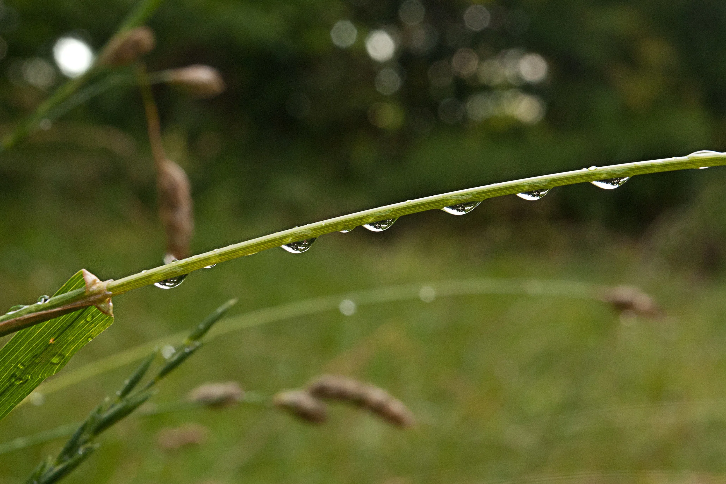 grass raindrop_2_rotated.jpg