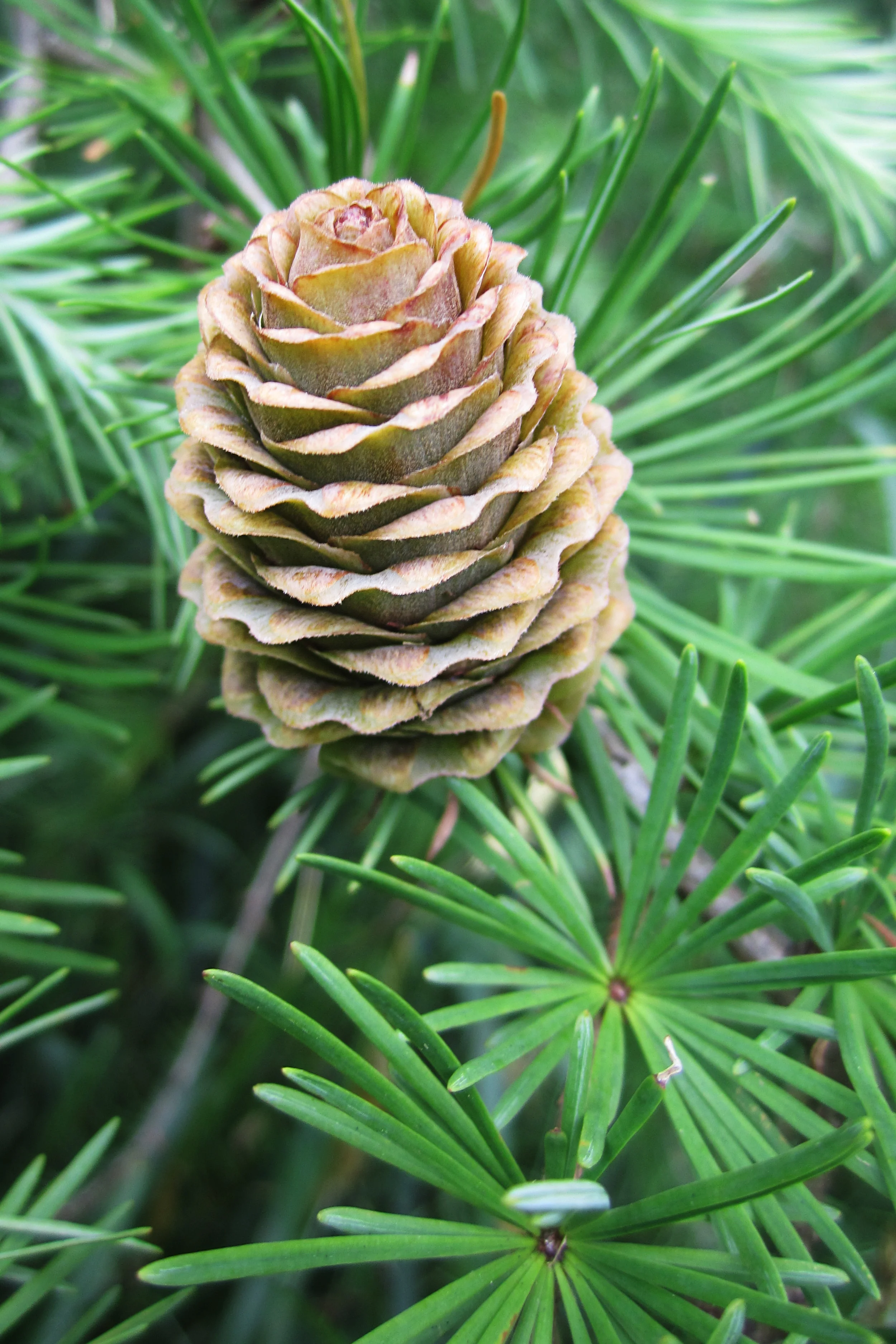pinecone_1.jpg