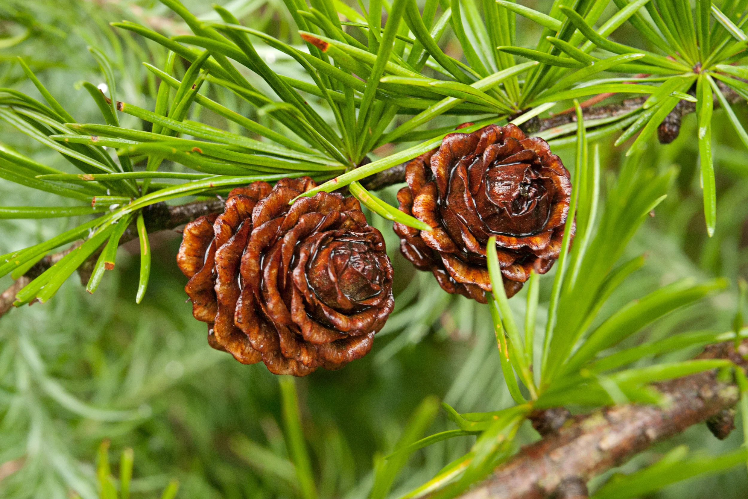 pinecones_2.jpg