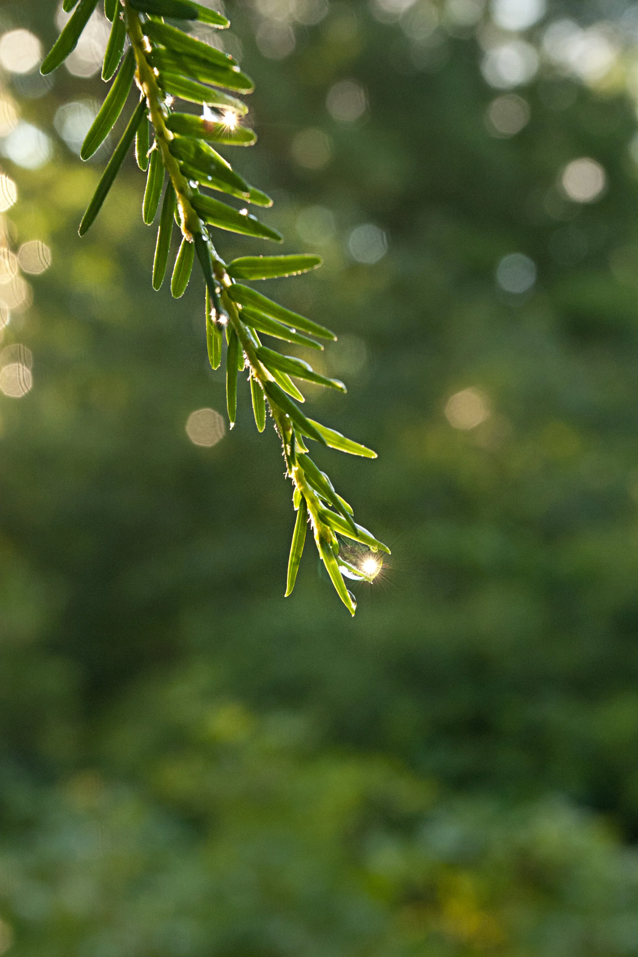 raindrop sparkle_1.jpg