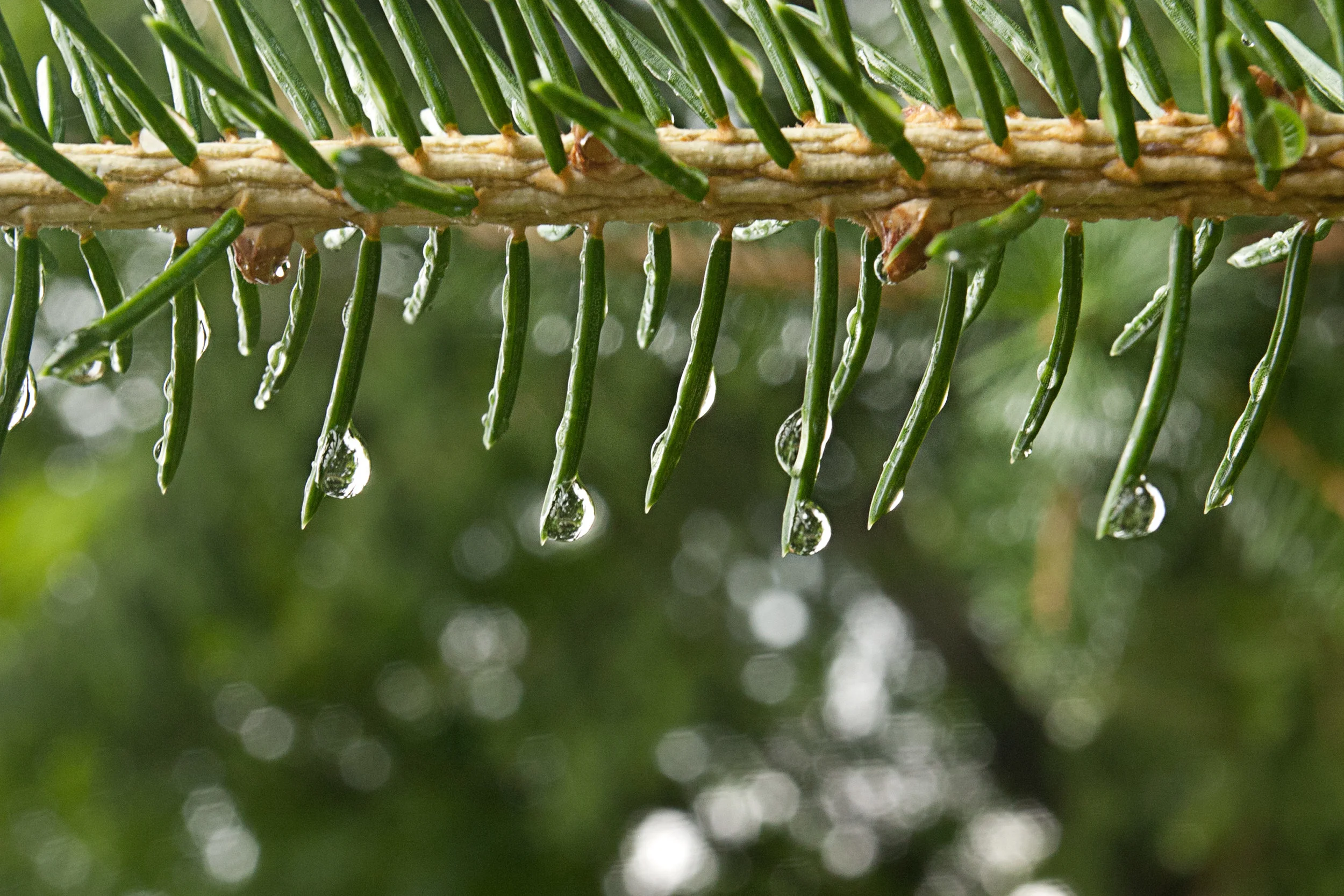 pine raindrop_1.jpg
