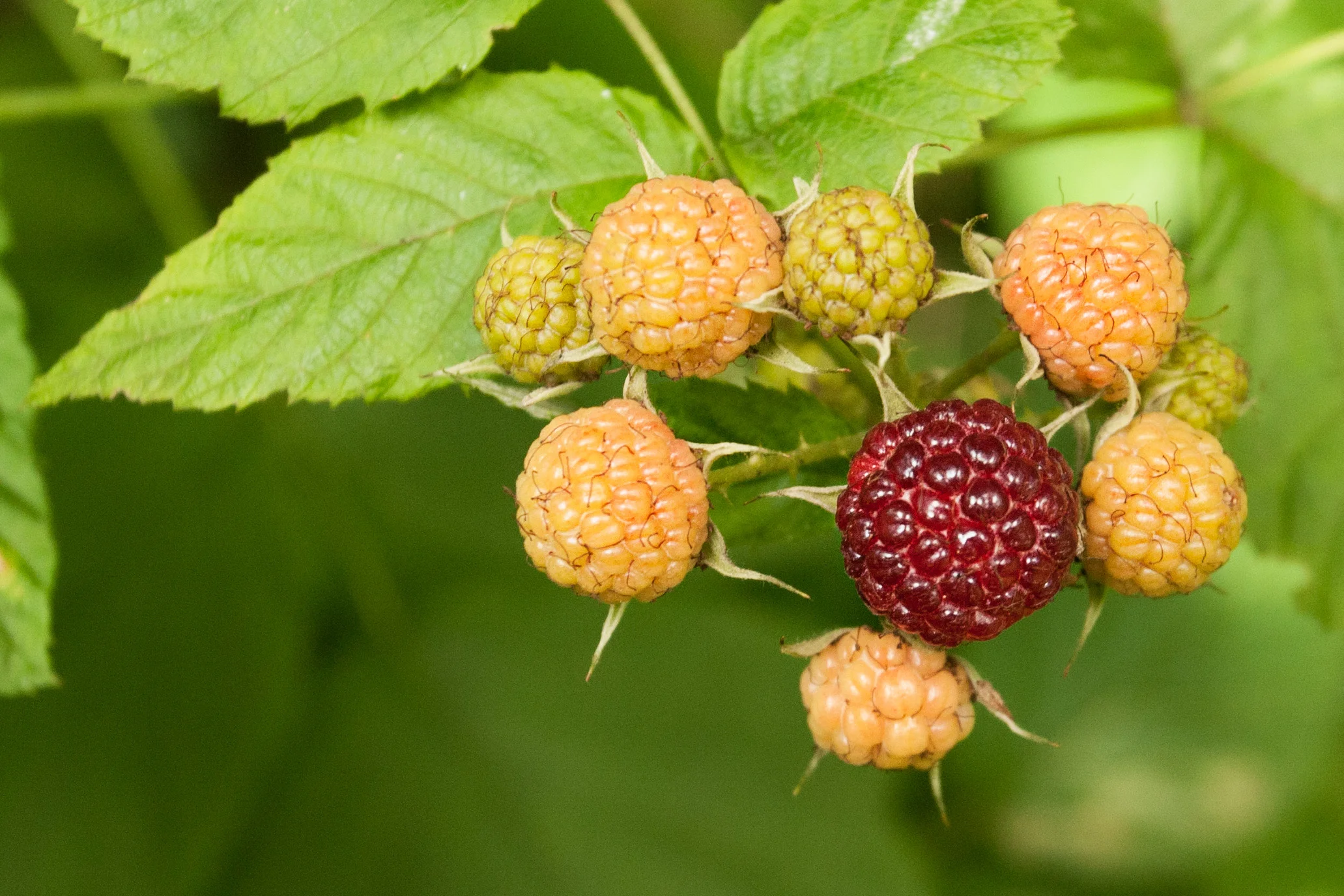 raspberries_1.jpg