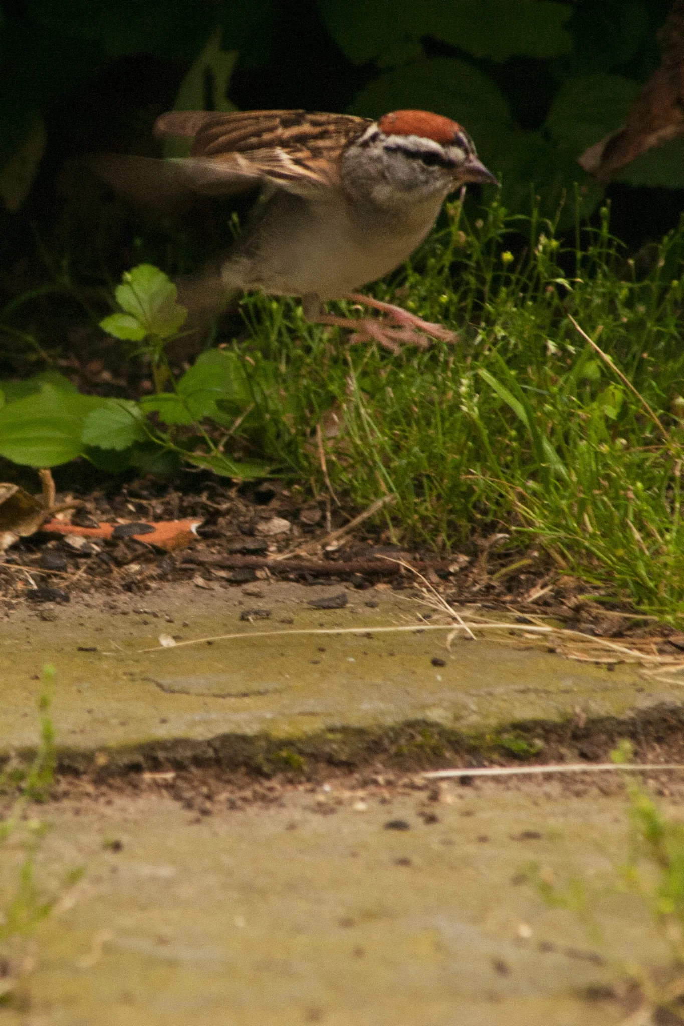 sparrow_3.jpg