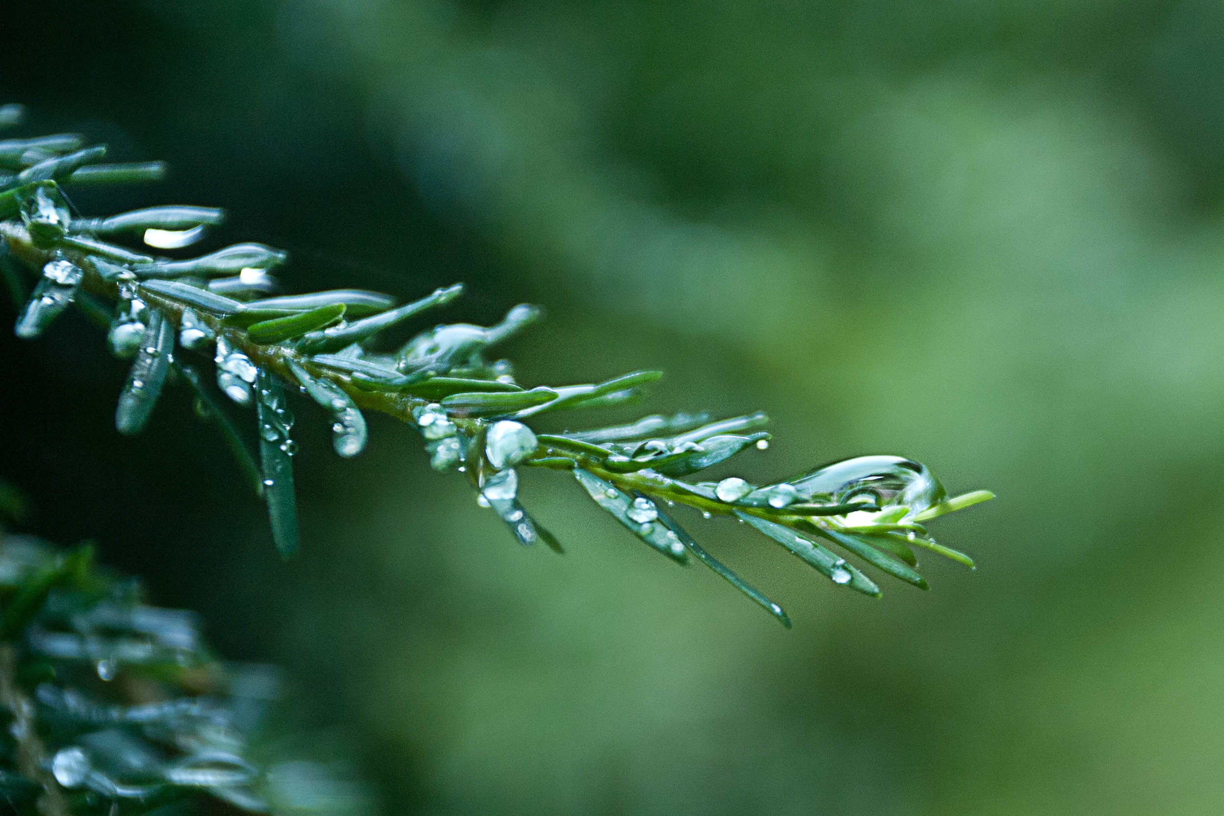 swirly raindrop_1.jpg