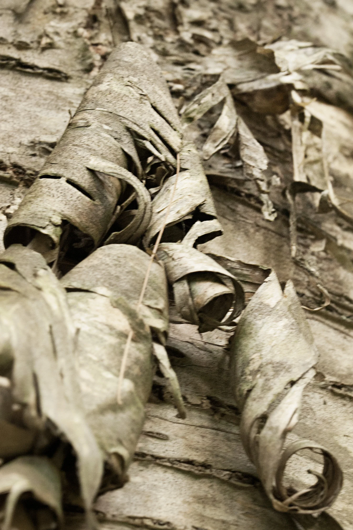 tree bark_2.jpg