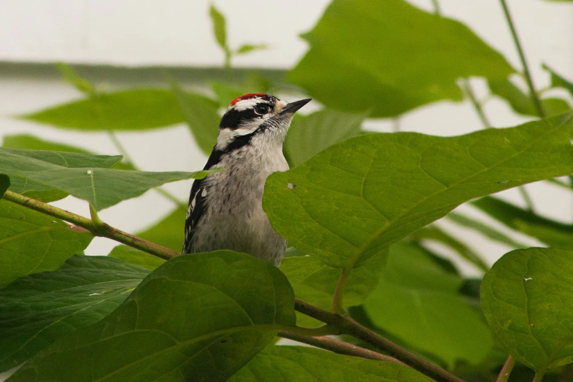 woodpecker_1.jpg