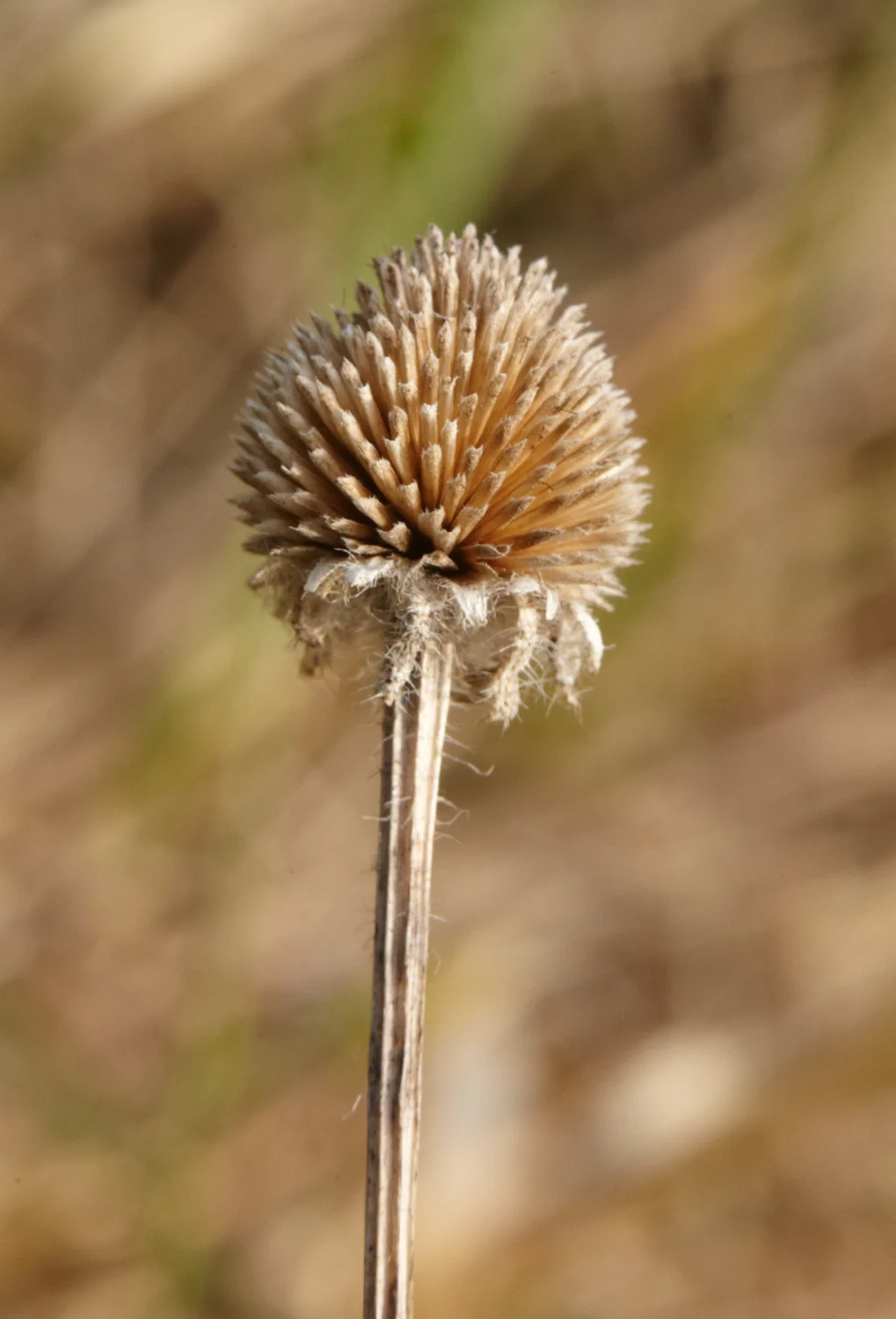 2016_04_Sunset Hill_045.jpg