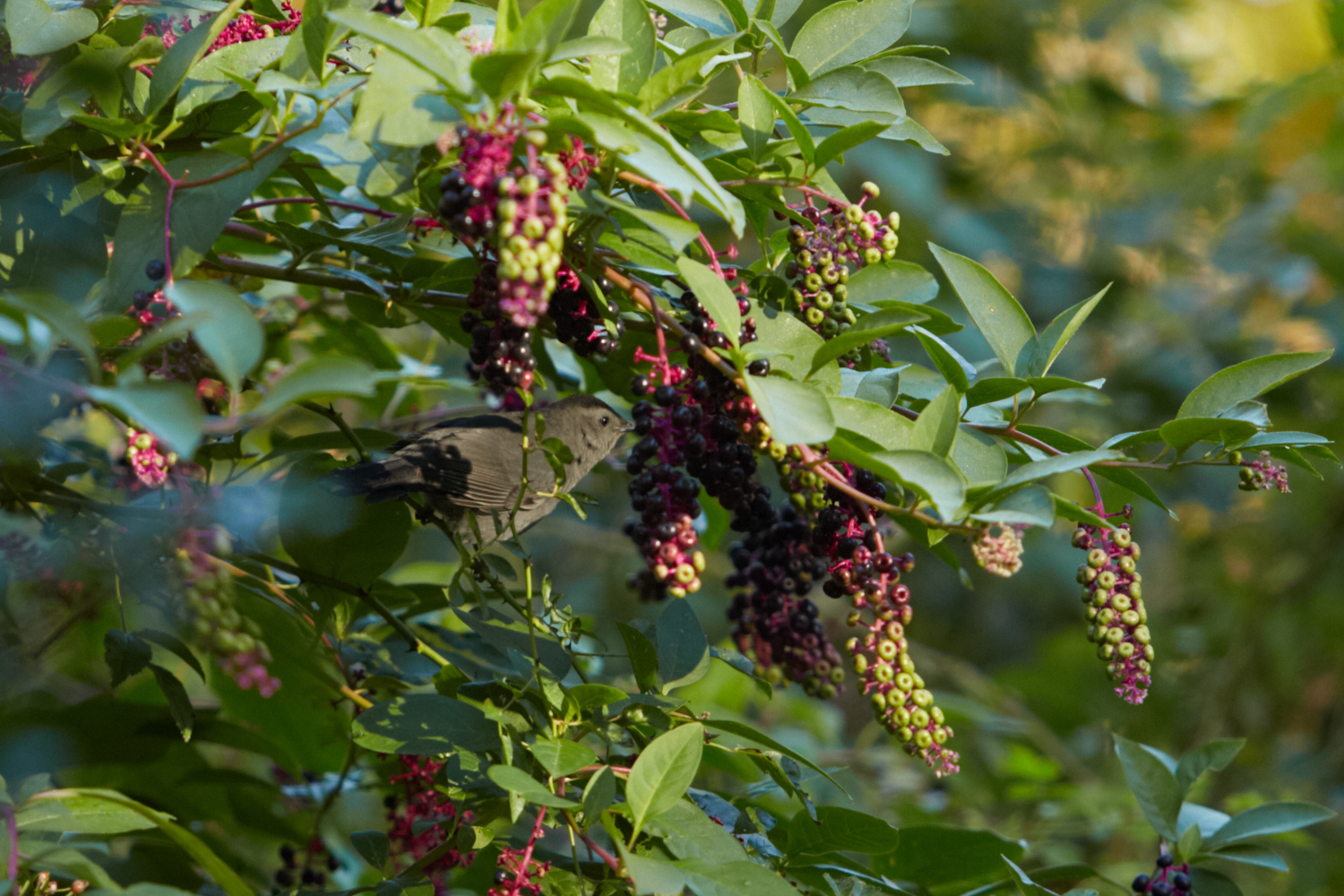 2016_10_Sunset Hill_023.jpg