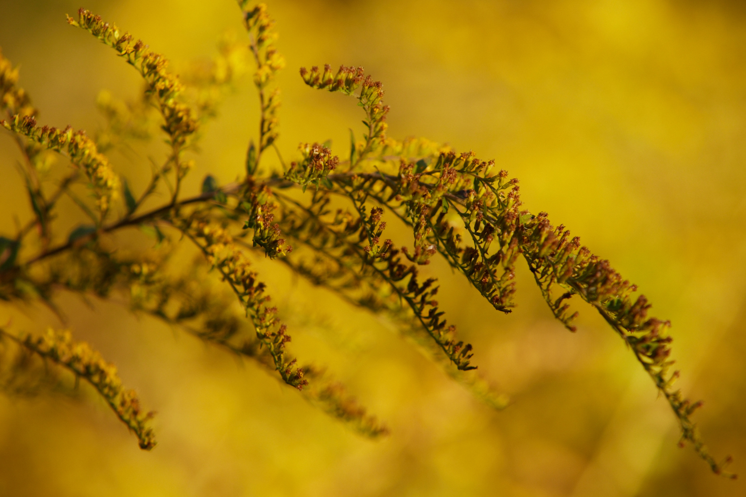 2016_10_Sunset Hill_008.jpg