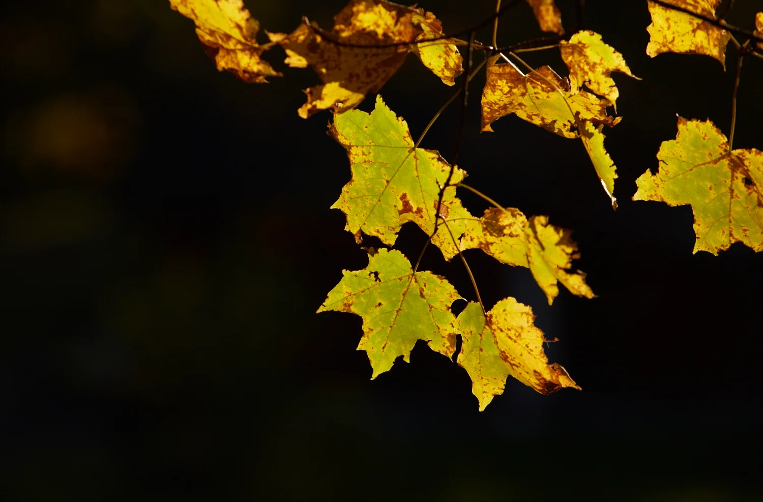 2016_10_Sunset Hill_006.jpg