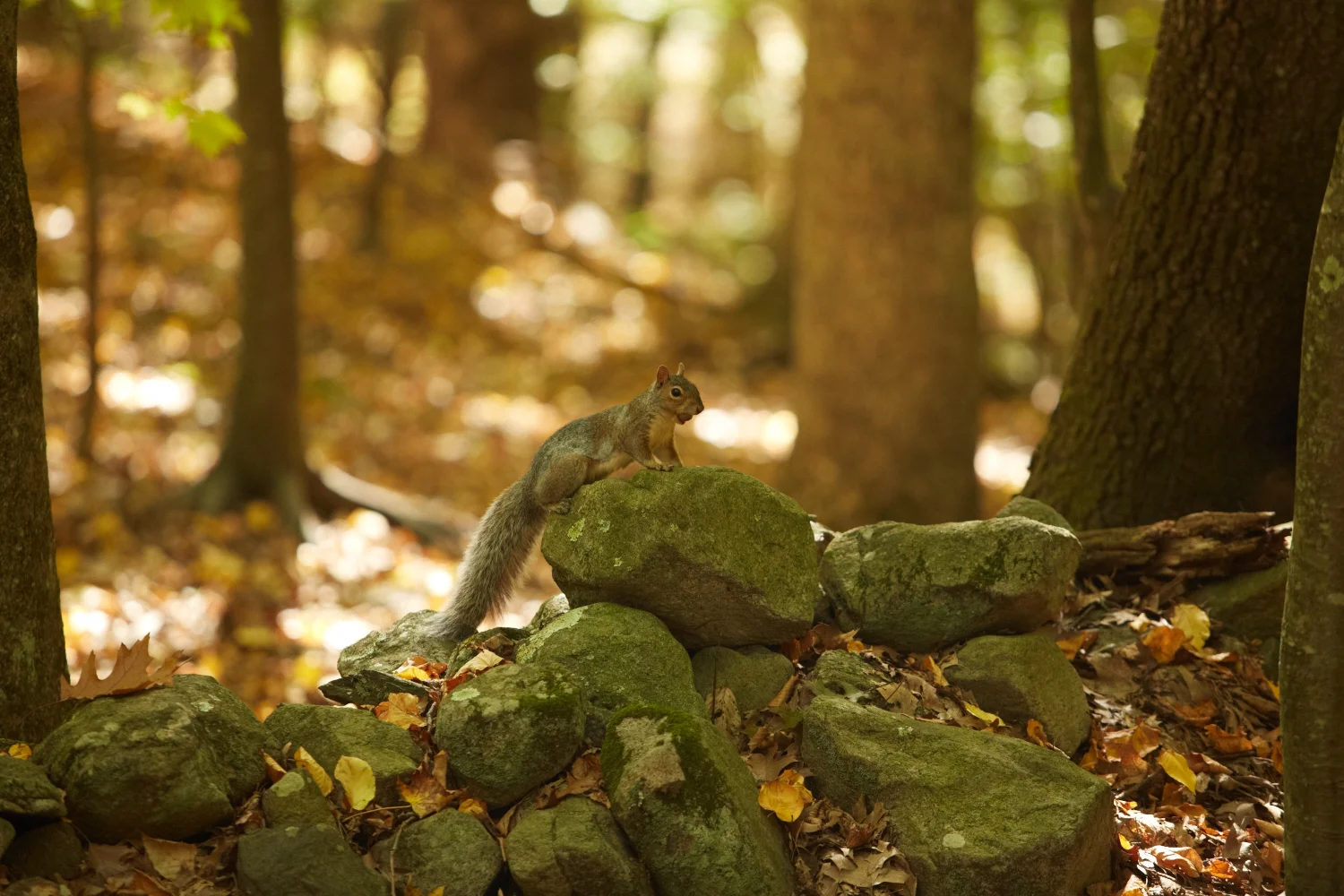 2016_10_Sunset Hill_012.jpg