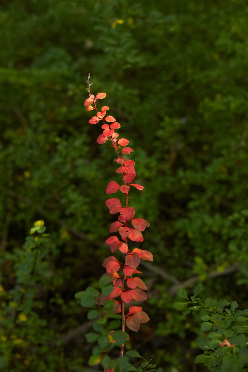2016_10_Sunset Hill_017.jpg