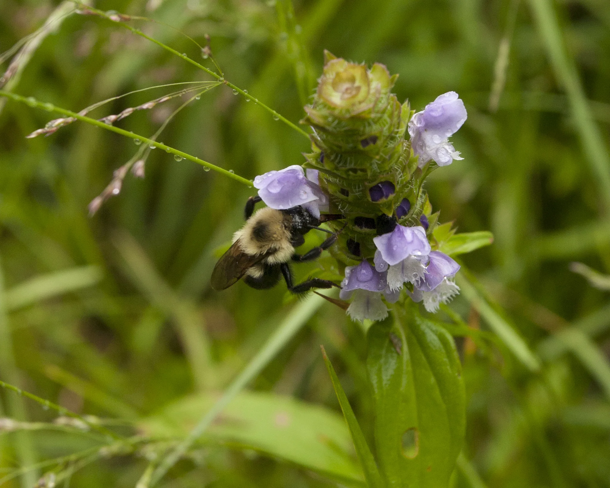 bee.jpg