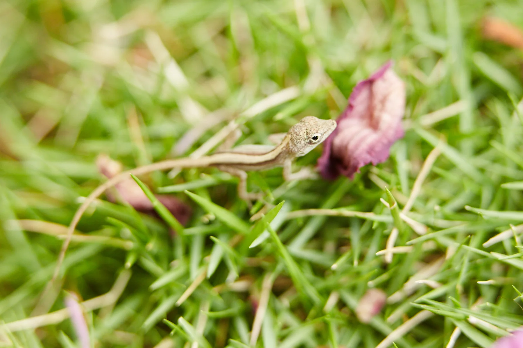 Bahaman Anole