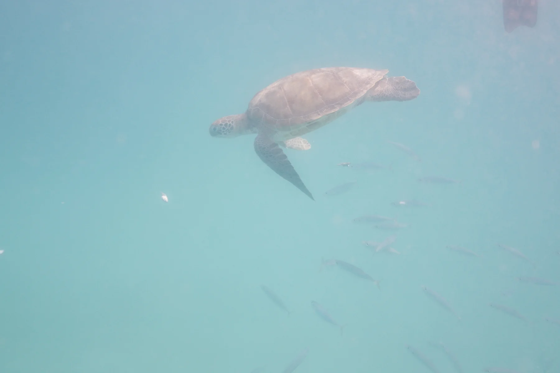 Green Sea Turtle