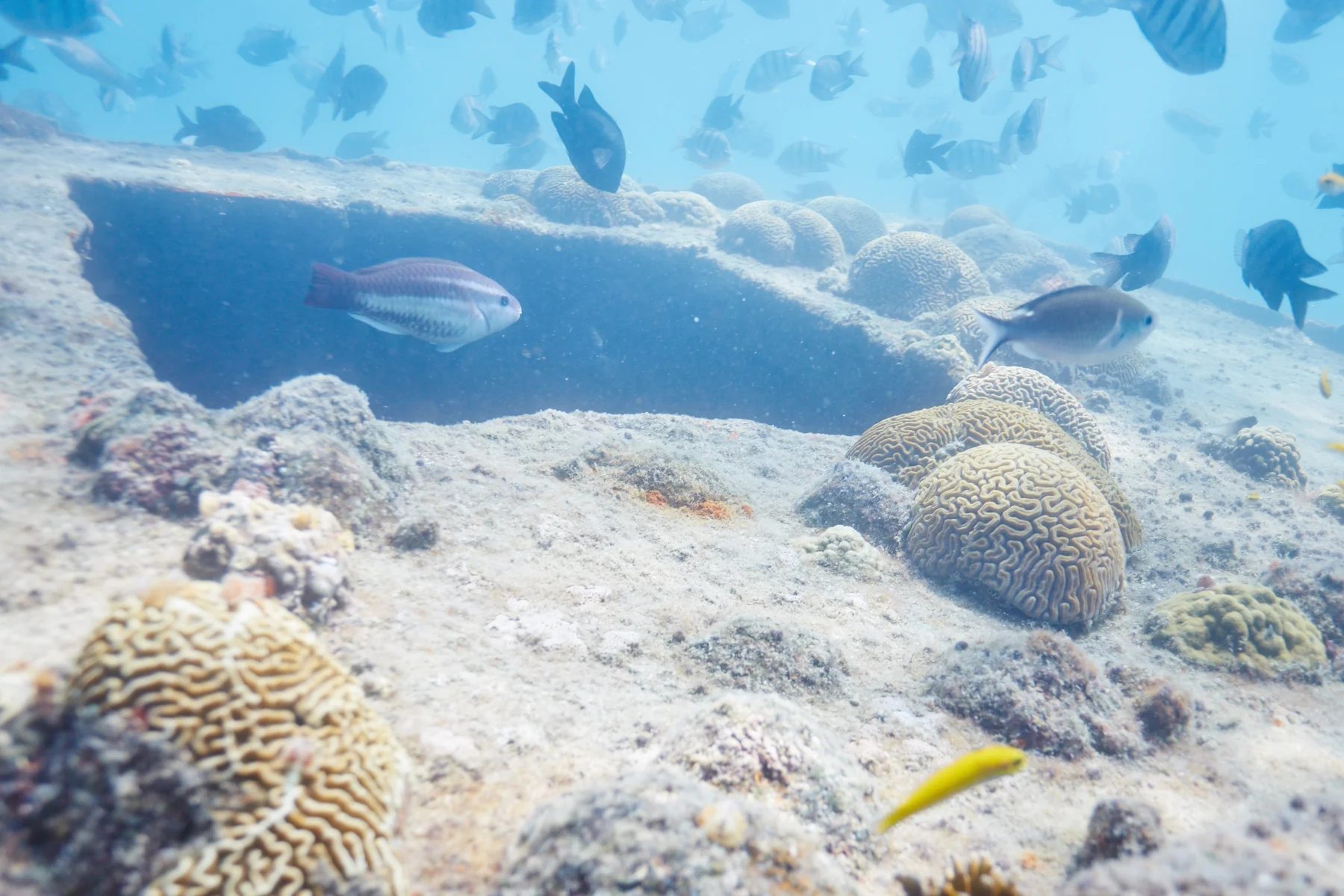 Queen Parrotfish