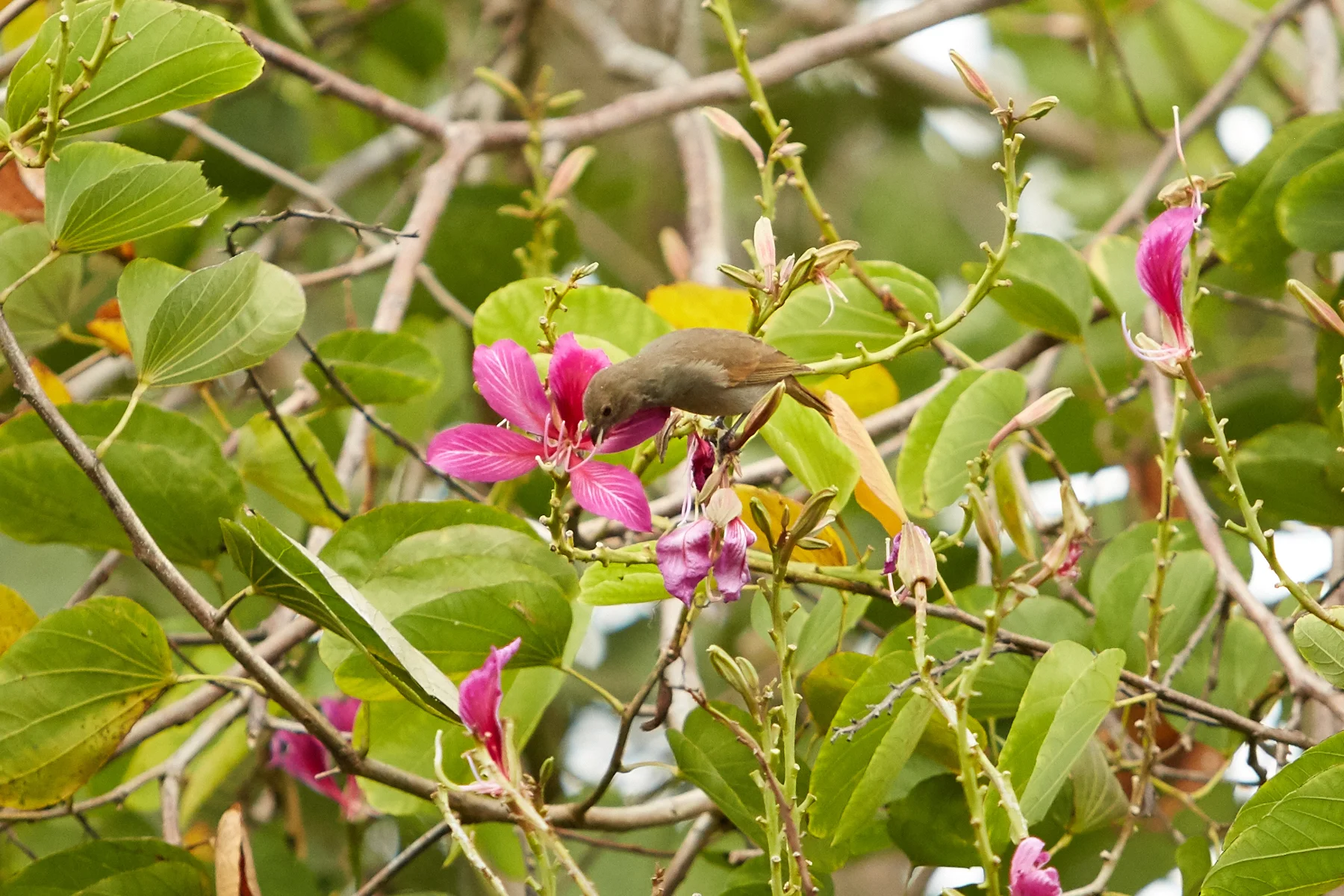 Barbados Bullfinch eating from a flowering tree