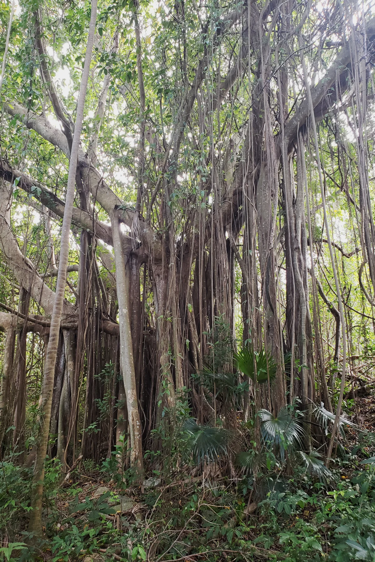 Bearded Fig Tree