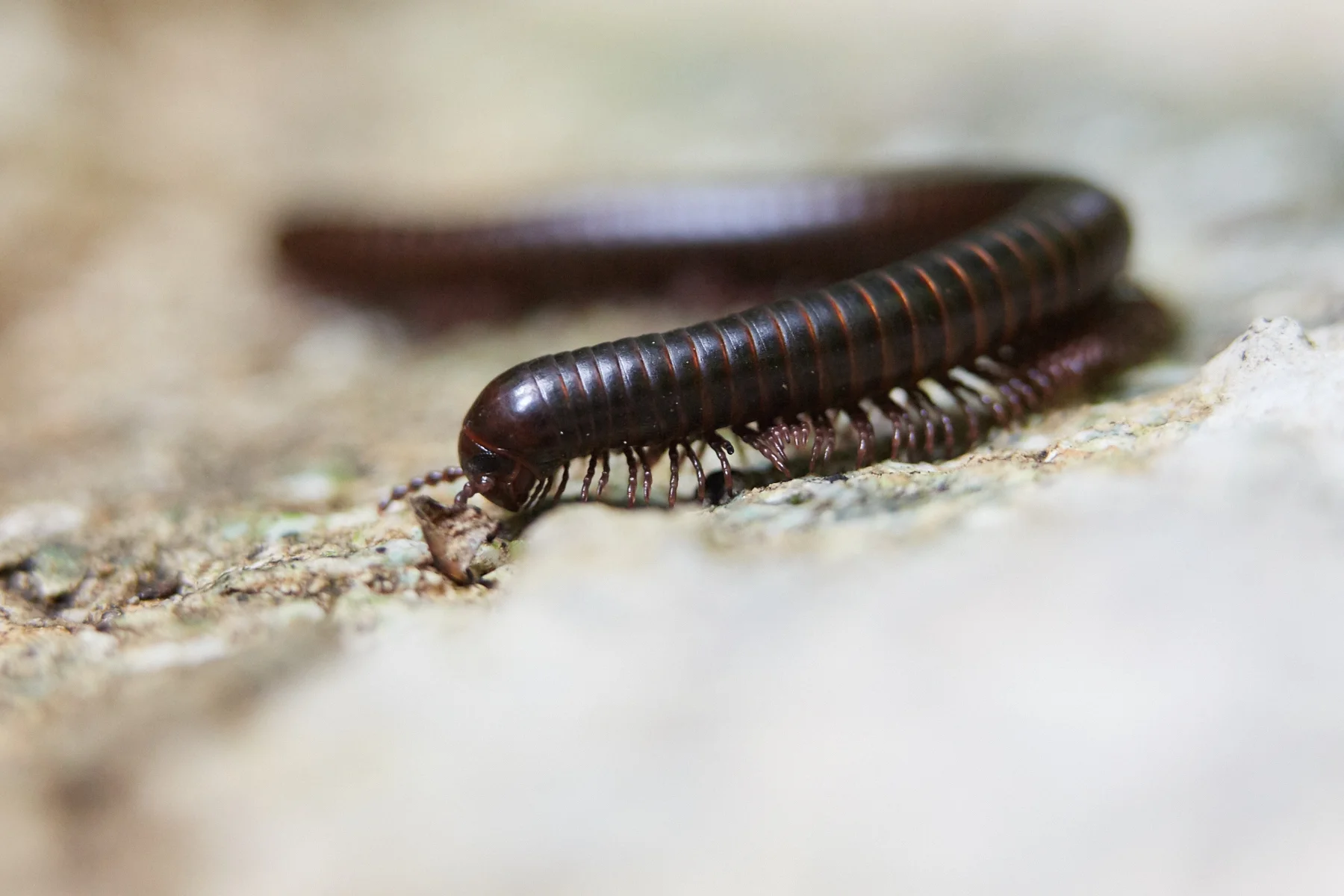 Millipede
