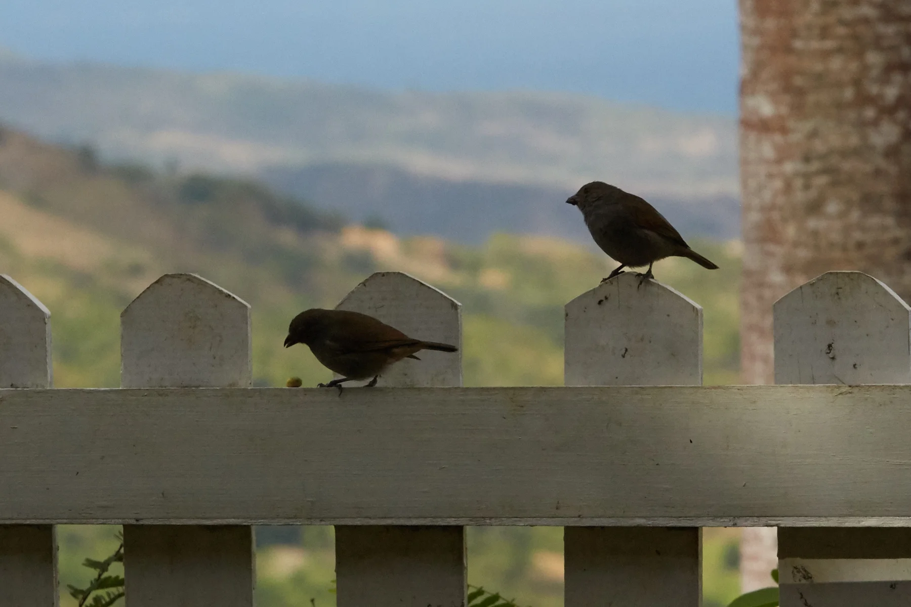 bird silouette