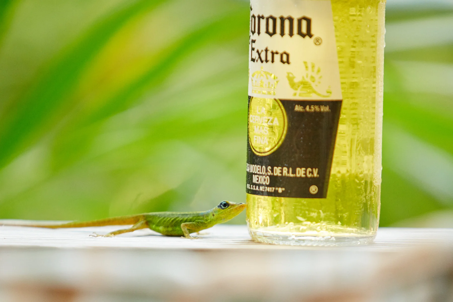 Barbados Anole