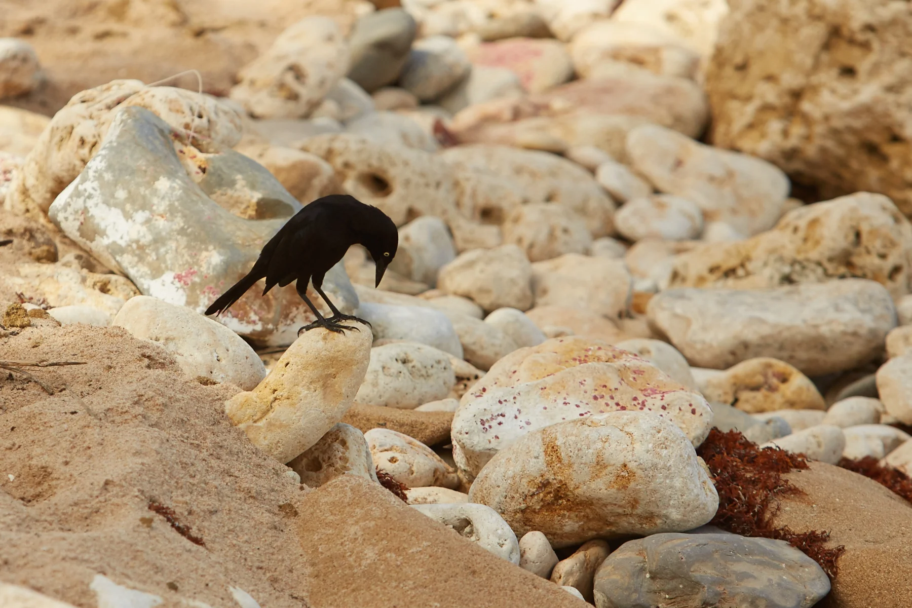Carib Grackle